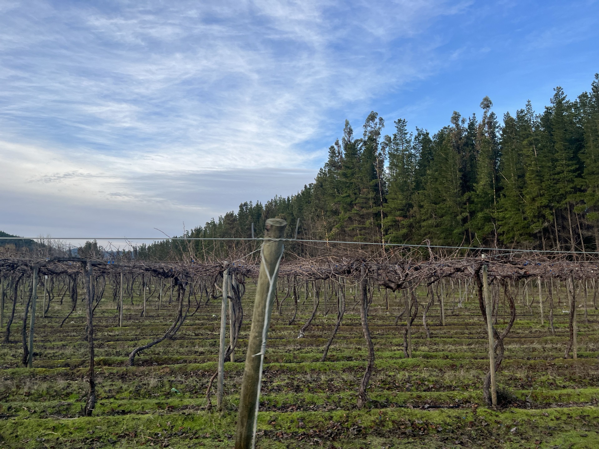 Viña Patacón — Vista general