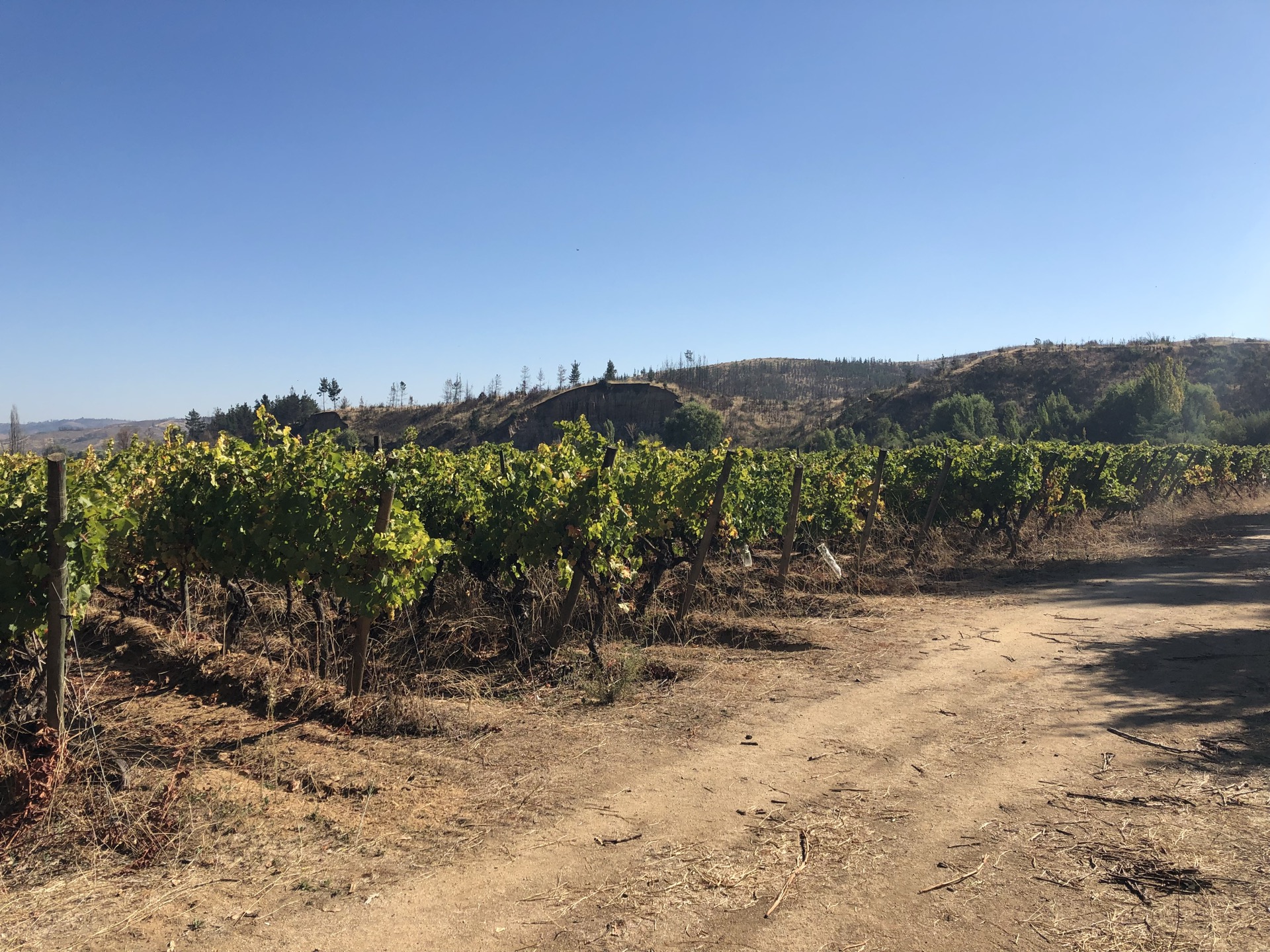 Viña Patacón — Hileras