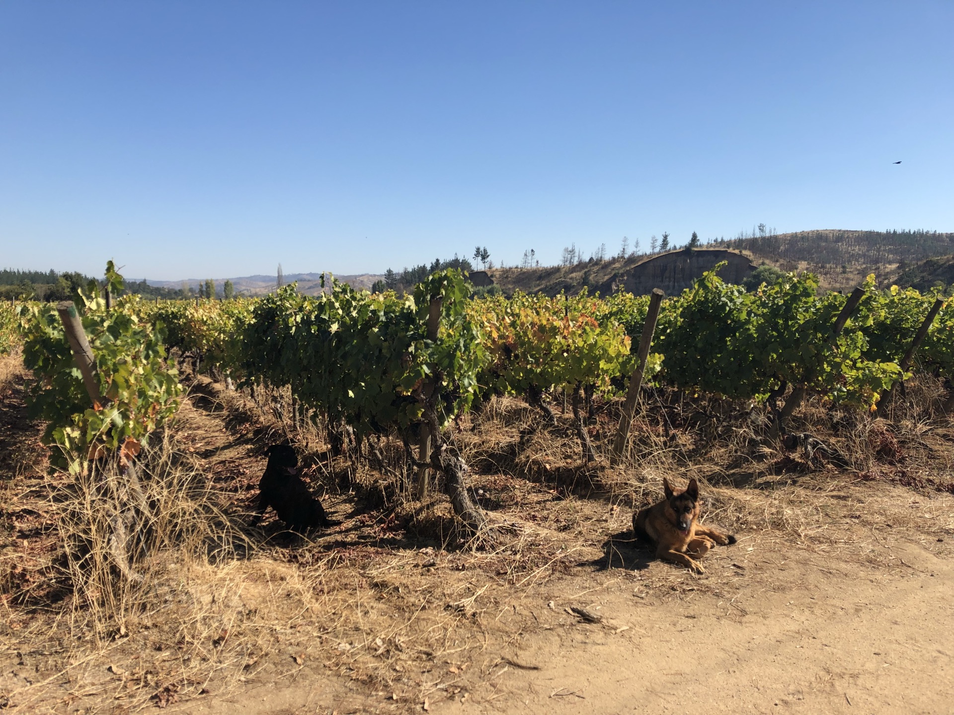 Viña Patacón — Viñedos