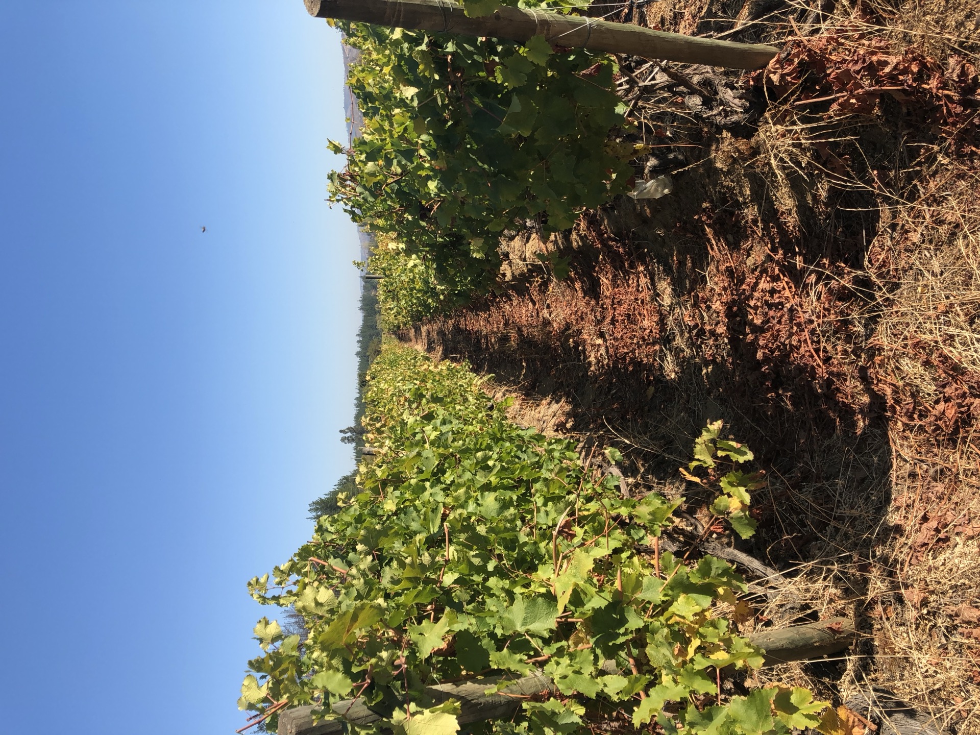 Viña Patacón — Terroir